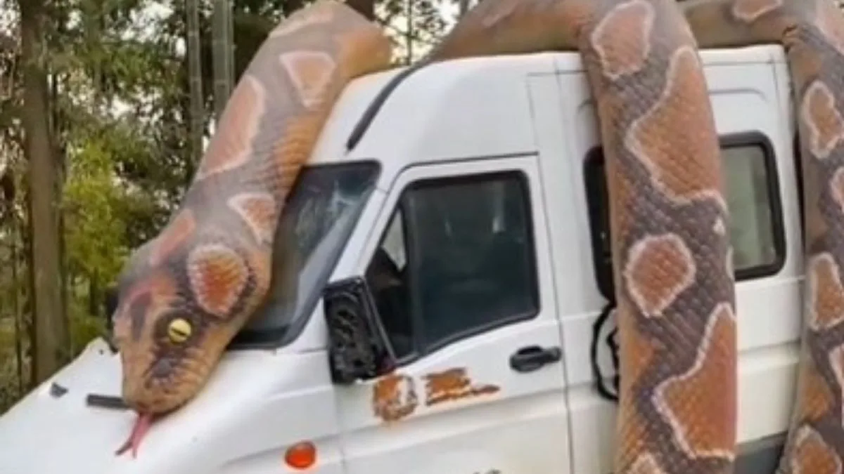 Video: Giant Snake Wrapped Around Car – Real Or Fake?