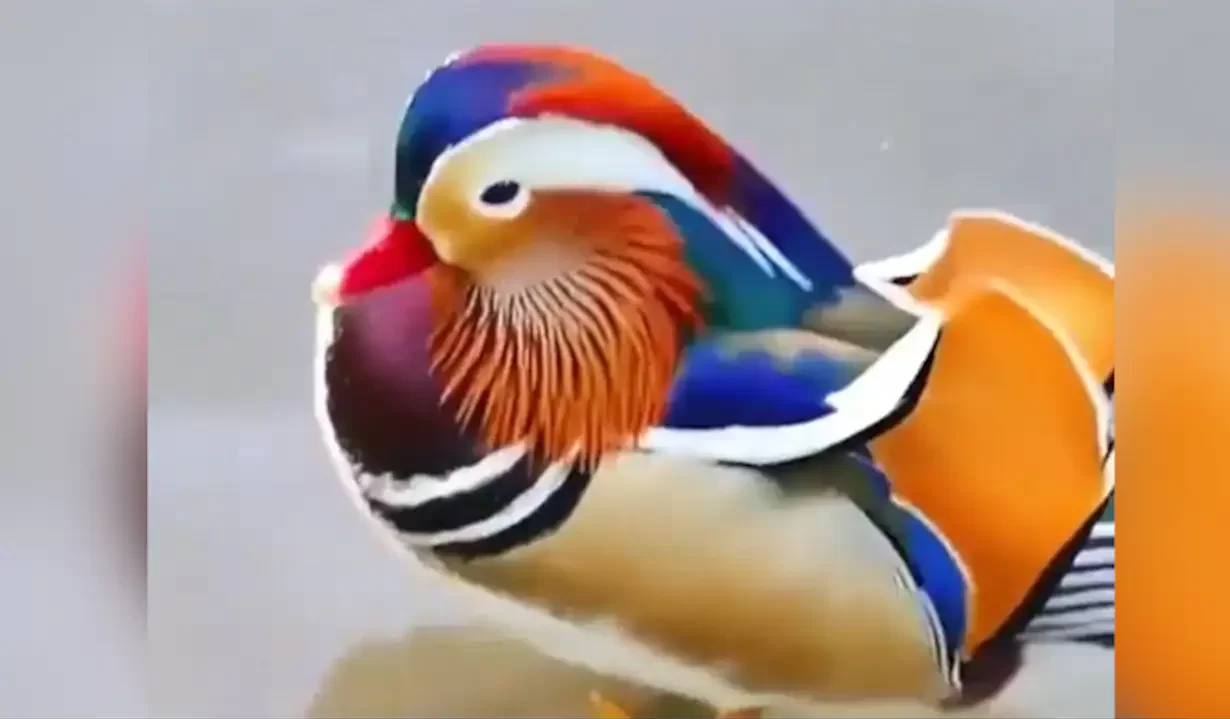 Video Of A “Spectacularly Beautiful” Mandarin Duck Is The Best Thing You’ll See On Internet Today