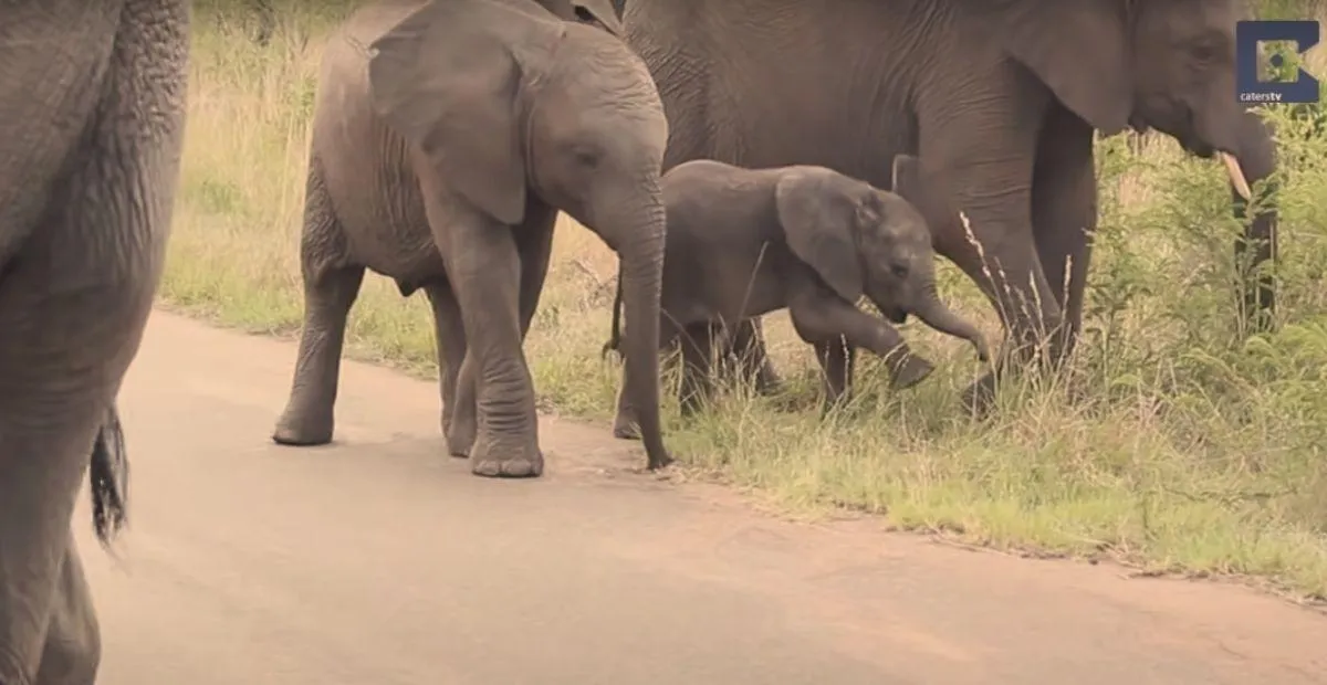 An Elephant Calf Can’t Control Its Trunk For The First Year. Here’s Proof