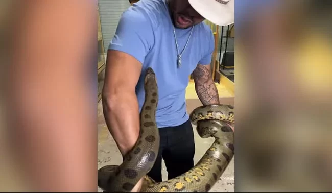 Watch: Man Plays With Giant Anaconda, Snake Strikes Back