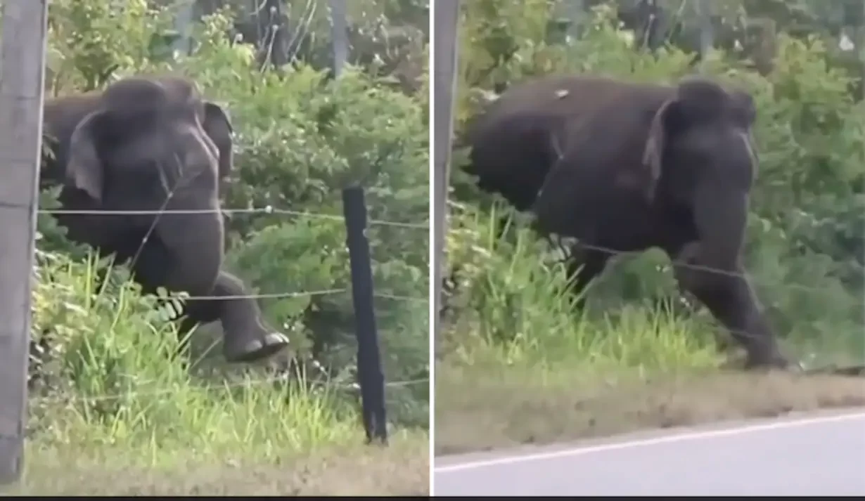 Old Video Shows Elephant Breaking Electric Fence Using Brilliant Technique