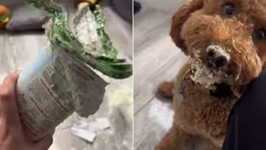 Dog reacts to being called ‘naughty boy’ after it destroys food packet