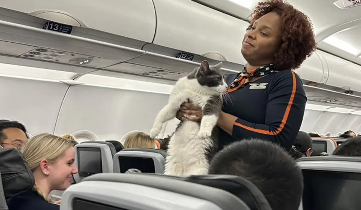 “Anyone Missing A Cat?”: Flight Attendant Finds Cat Roaming In The Cabin