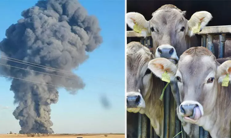 18,000 Cattle Killed In “Horrific” Explosion, Fire In Texas