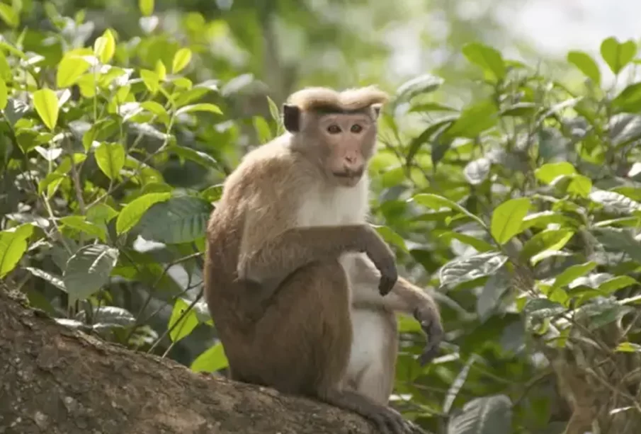 China Buying 1 Lakh Endangered Monkeys For Experiments? Sri Lanka Says…